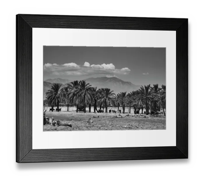 Framed Print : Cattle among Date Palms, Coachella Valley, California, USA