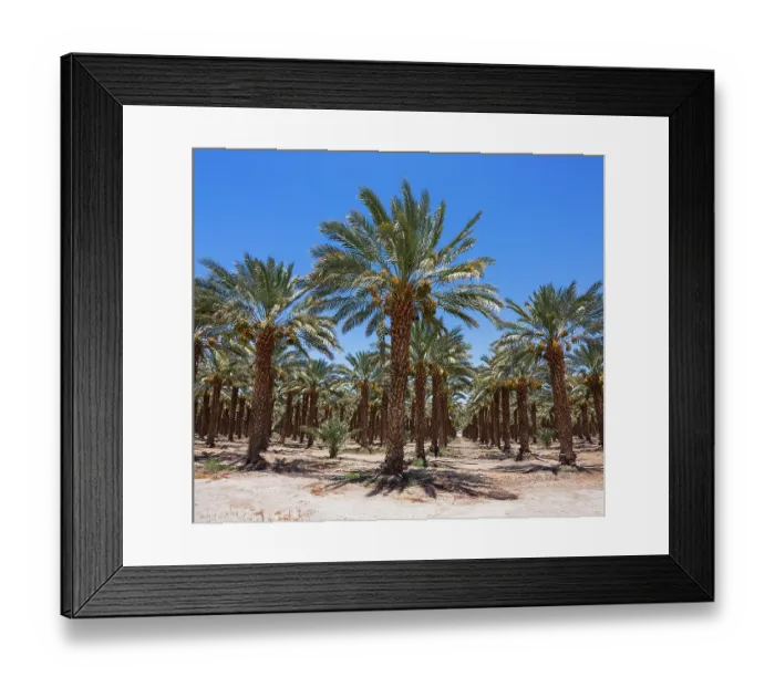 Framed Print : Date Palms, Coachella Valley, California, USA