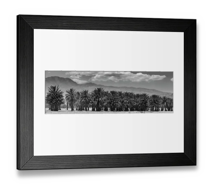 Framed Print : Cattle among Date Palms, Coachella Valley, California, USA
