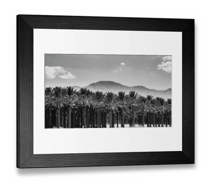 Framed Print : Date Palms, Coachella Valley, California, USA Framed Print : Date Palms, Coachella Valley, California, USA