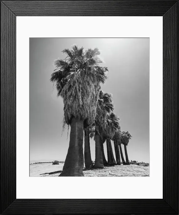 Framed Print : Old Estate, Date Palms, Coachella Valley, California, USA Framed Print : Old Estate, Date Palms, Coachella Valley, California, USA