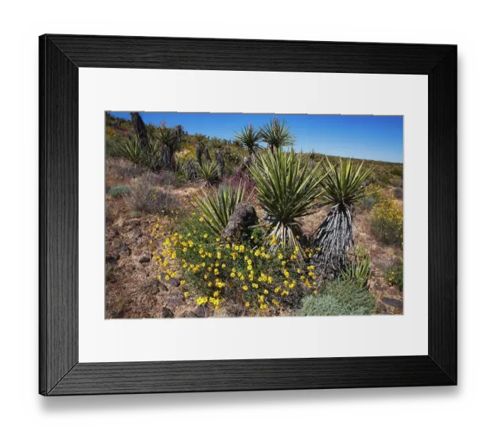 Framed Print : Springtime at the edge of Joshua Tree National Park, California