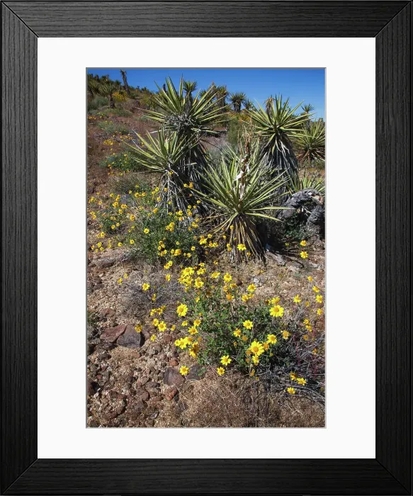Framed Print : Springtime at the edge of Joshua Tree National Park, California
