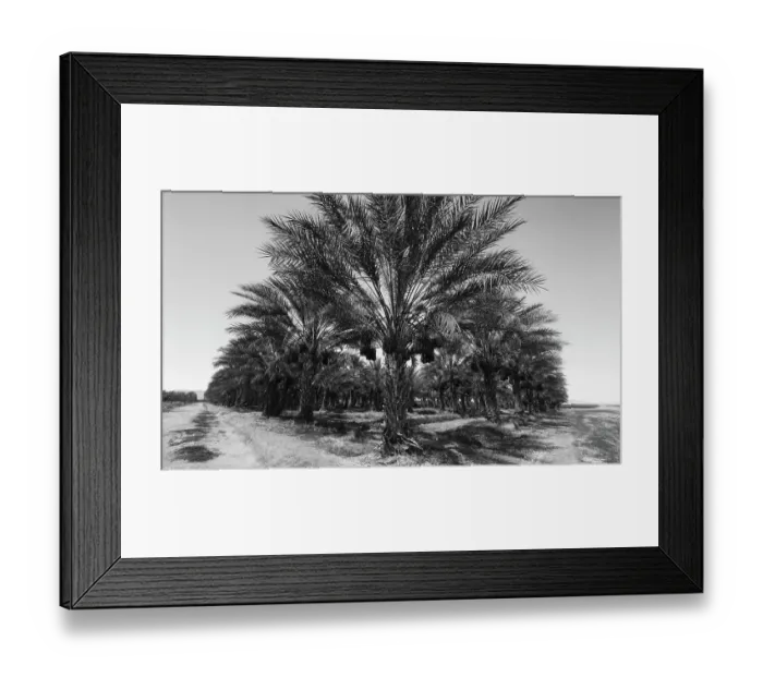Framed Print : Date Palms, Coachella Valley, California, USA Framed Print : Date Palms, Coachella Valley, California, USA