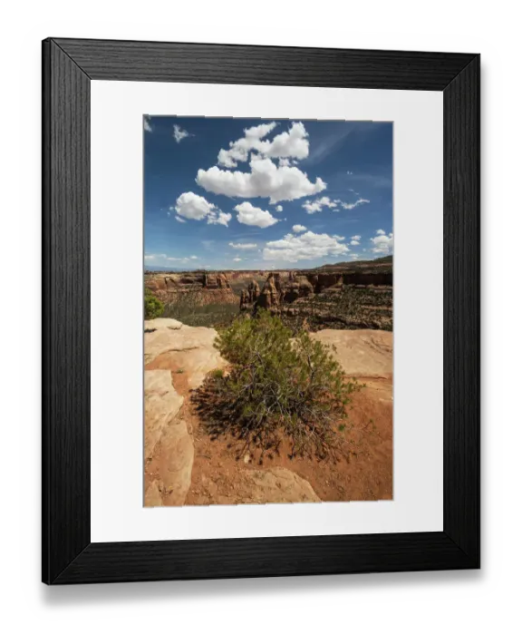 Framed Print : Pinyon pine. Canyon Rim Trail, Colorado National Monument, Colorado, US Framed Print : Pinyon pine. Canyon Rim Trail, Colorado National Monument, Colorado, US