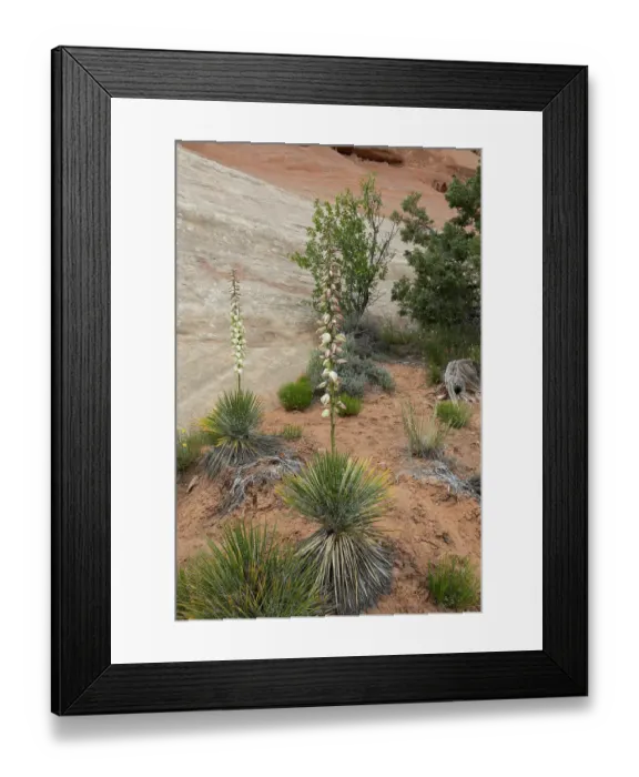 Framed Print : Narrowleaf yucca, Alcove Nature Trail, Colorado National Monument, Colorado, US