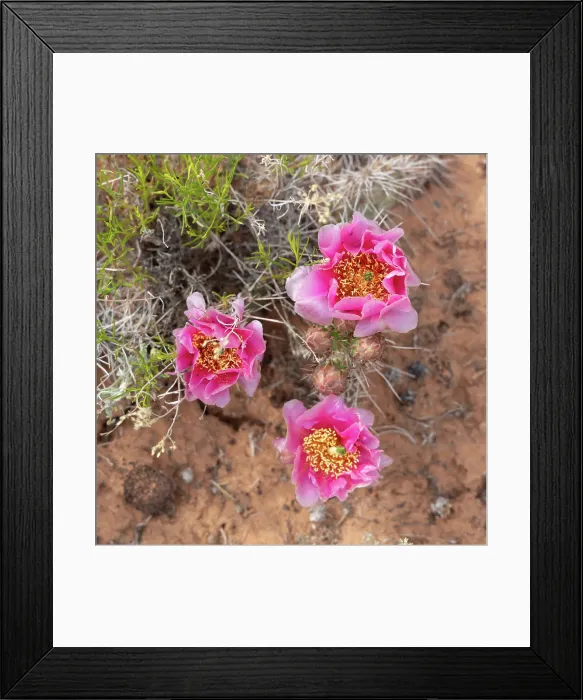 Framed Print : Starvation Pricklypear cactus, Alcove Nature Trail, Colorado National Monument, Colorado, US