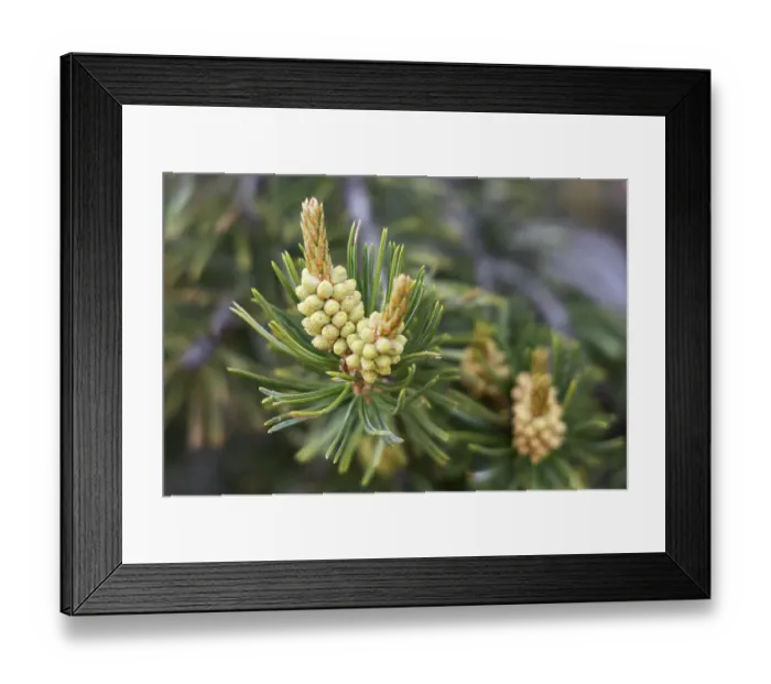 Framed Print : Pinyon pine, Alcove Nature Trail, Colorado National Monument, Colorado, US Framed Print : Pinyon pine, Alcove Nature Trail, Colorado National Monument, Colorado, US