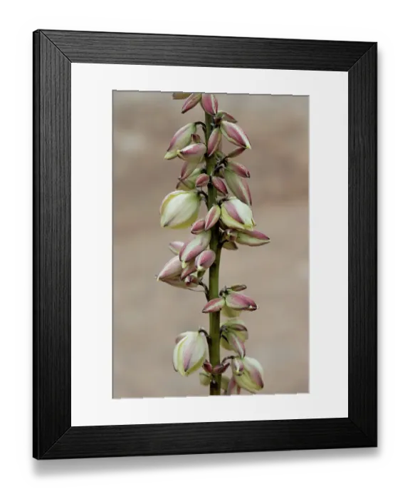 Framed Print : Narrowleaf yucca, Alcove Nature Trail, Colorado National Monument, Colorado, US Framed Print : Narrowleaf yucca, Alcove Nature Trail, Colorado National Monument, Colorado, US