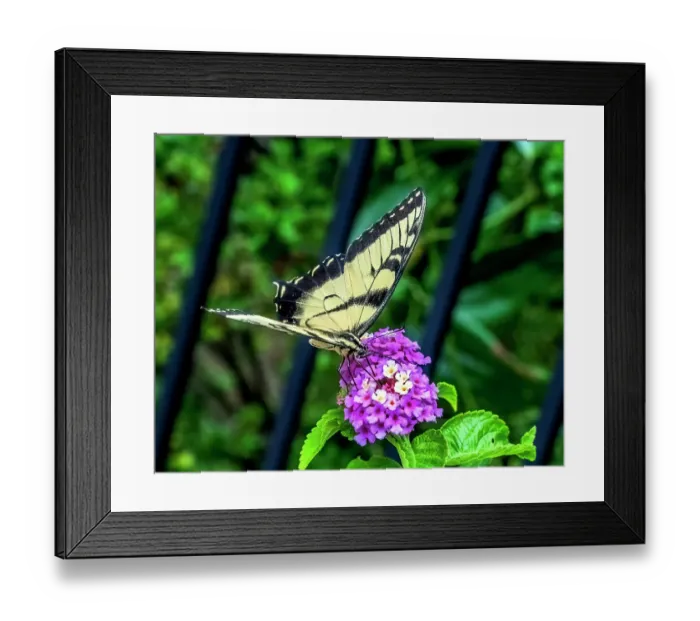 Framed Print : Black and white zebra swallowtail butterfly on colorful flower Framed Print : Black and white zebra swallowtail butterfly on colorful flower