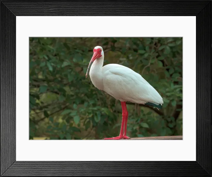 Framed Print : Ibis Framed Print : Ibis