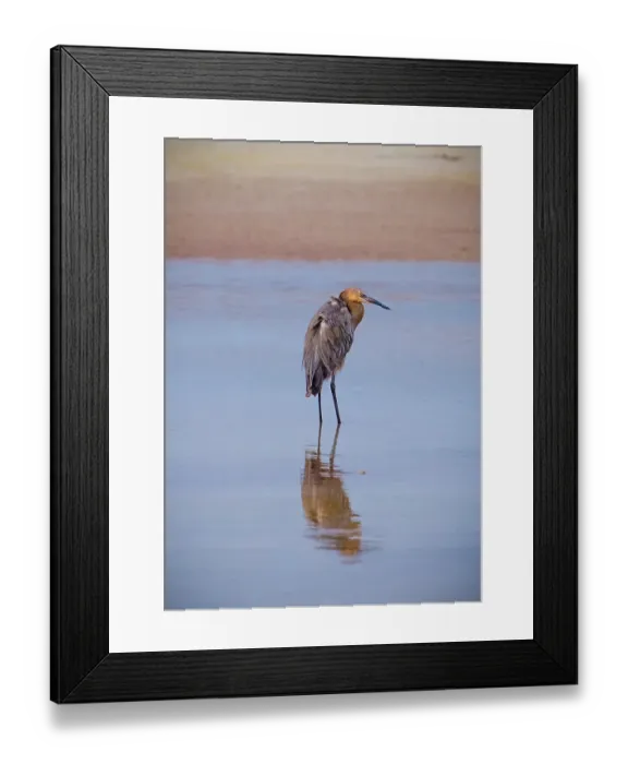 Framed Print : USA, Florida, Fort de Soto, a Reddish Egret standing in the water in early morning golden light with reflection Framed Print : USA, Florida, Fort de Soto, a Reddish Egret standing in the water in early morning golden light with reflection