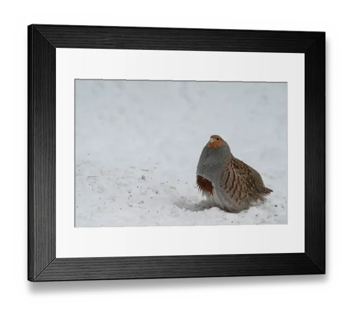 Framed Print : USA, Idaho. Hungarian partridge often visit the dropping from our bird feeders Framed Print : USA, Idaho. Hungarian partridge often visit the dropping from our bird feeders