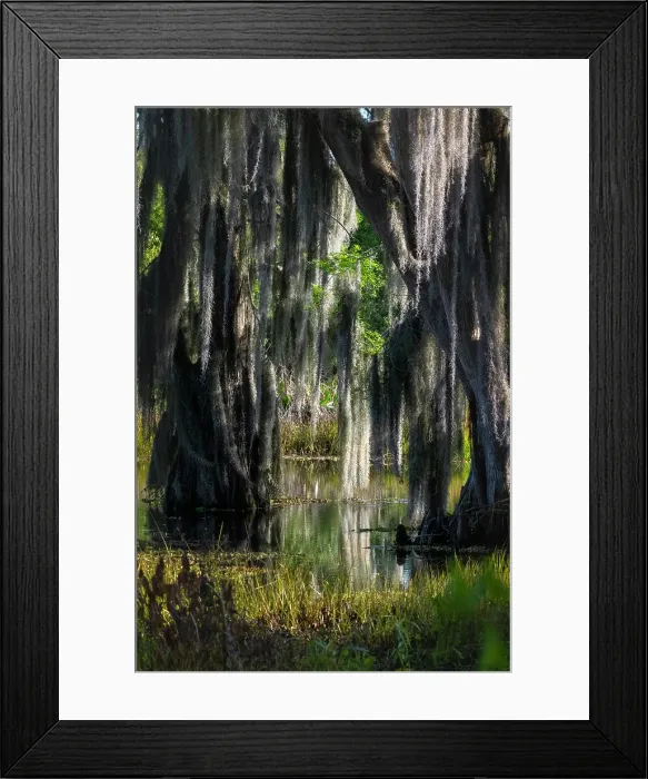 Framed Print : USA, Florida. Cedar trees with long moss hanging, standing in water with reflection Framed Print : USA, Florida. Cedar trees with long moss hanging, standing in water with reflection