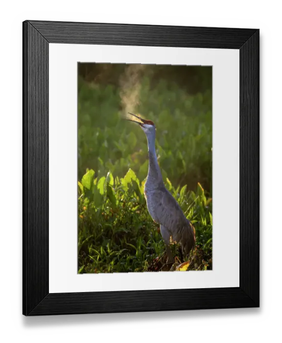 Framed Print : USA, Florida. Sandhill crane standing tall calling out in the early morning winter air Framed Print : USA, Florida. Sandhill crane standing tall calling out in the early morning winter air