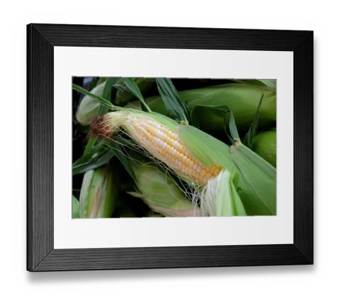 Framed Print : Fresh corn in Shipshewana farmers market in Amish country Indiana