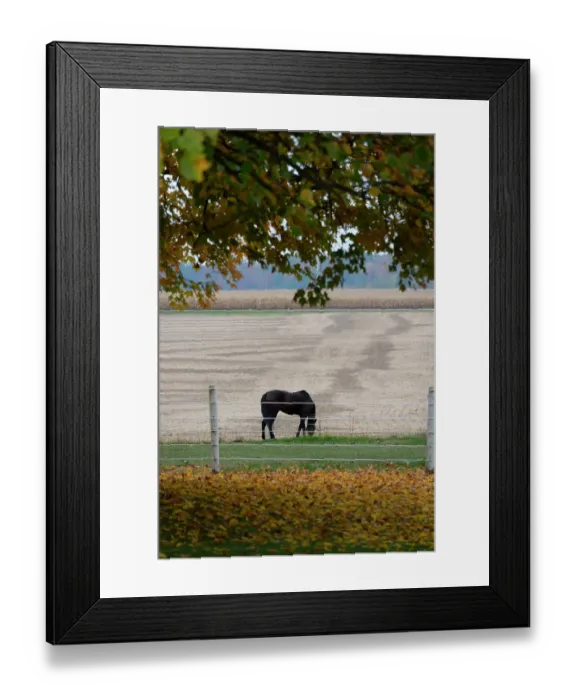 Framed Print : Horse grazing in empty field in Amish country in the autumn