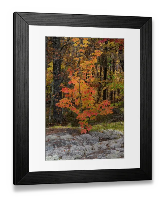 Framed Print : USA, Maine. Small maple tree, Baxter State Park