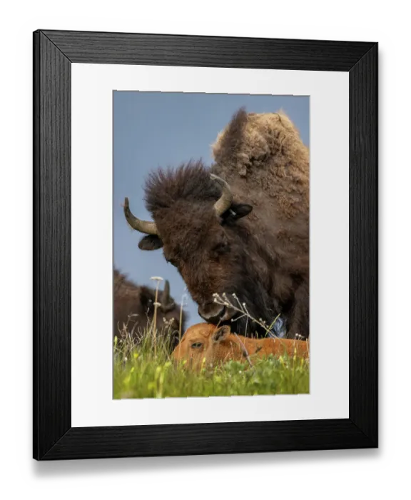 Framed Print : Bison mother with newborn calf at the National Bison Range in Moiese, Montana, USA. (Editorial Use Only) Framed Print : Bison mother with newborn calf at the National Bison Range in Moiese, Montana, USA. (Editorial Use Only)