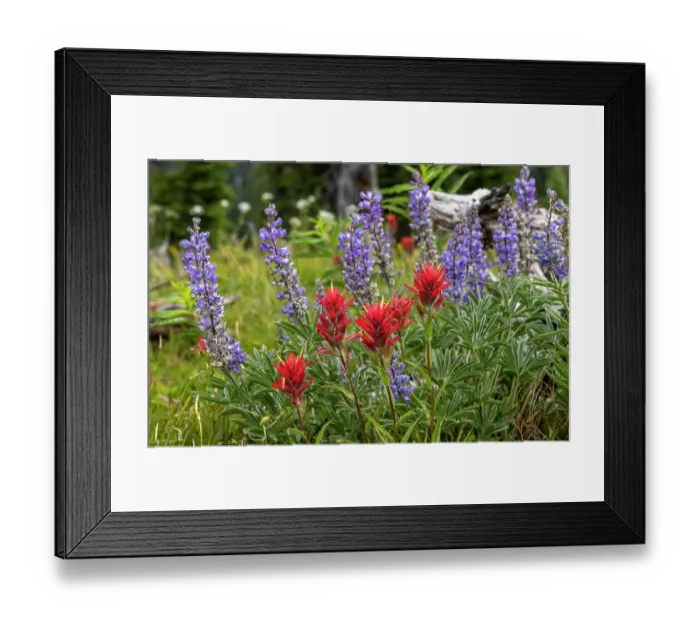Framed Print : Indian paintbrush and lupine wildflowers in the Stillwater State Forest near Whitefish, Montana, USA. (Editorial Use Only)