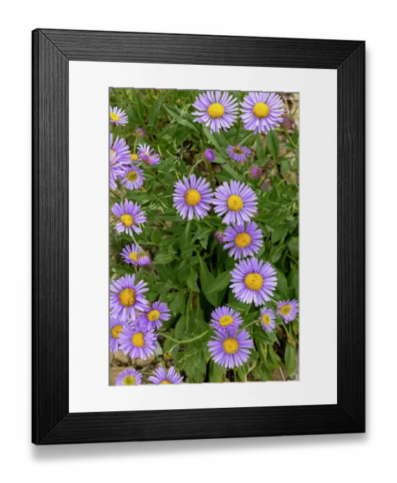 Framed Print : Aster wildflowers in the Stillwater State Forest near Whitefish, Montana, USA. (Editorial Use Only)