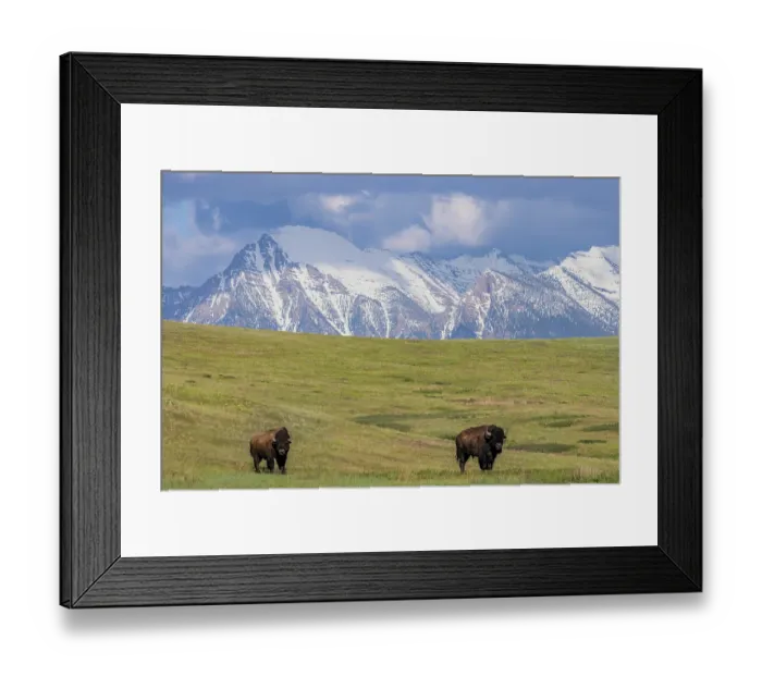 Framed Print : Bison with Mission Mountain background at the National Bison Range in Moiese, Montana, USA. (Editorial Use Only) Framed Print : Bison with Mission Mountain background at the National Bison Range in Moiese, Montana, USA. (Editorial Use Only)