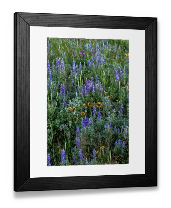 Framed Print : Lupine and blanket flowers wildflowers in Glacier National Park, Montana, USA. (Editorial Use Only) Framed Print : Lupine and blanket flowers wildflowers in Glacier National Park, Montana, USA. (Editorial Use Only)
