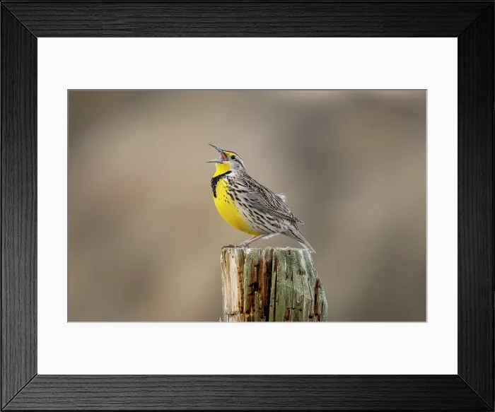 Framed Print : Meadowlark singing at Freezeout Lake Wildlife Management Area near Choteau, Montana, USA. (Editorial Use Only)