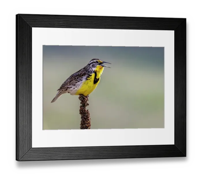 Framed Print : Meadowlark singing at the National Bison Range in Moiese, Montana, USA. (Editorial Use Only) Framed Print : Meadowlark singing at the National Bison Range in Moiese, Montana, USA. (Editorial Use Only)