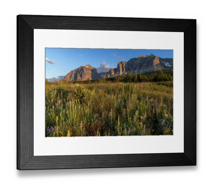 Framed Print : Prairie wildflowers with Apikuni Mountain in the Many Glacier Valley in Glacier National Park, Montana, USA. (Editorial Use Only) Framed Print : Prairie wildflowers with Apikuni Mountain in the Many Glacier Valley in Glacier National Park, Montana, USA. (Editorial Use Only)