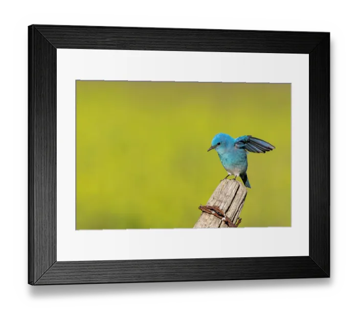 Framed Print : Male mountain bluebird in the Mission Valley, Montana, USA. (Editorial Use Only) Framed Print : Male mountain bluebird in the Mission Valley, Montana, USA. (Editorial Use Only)