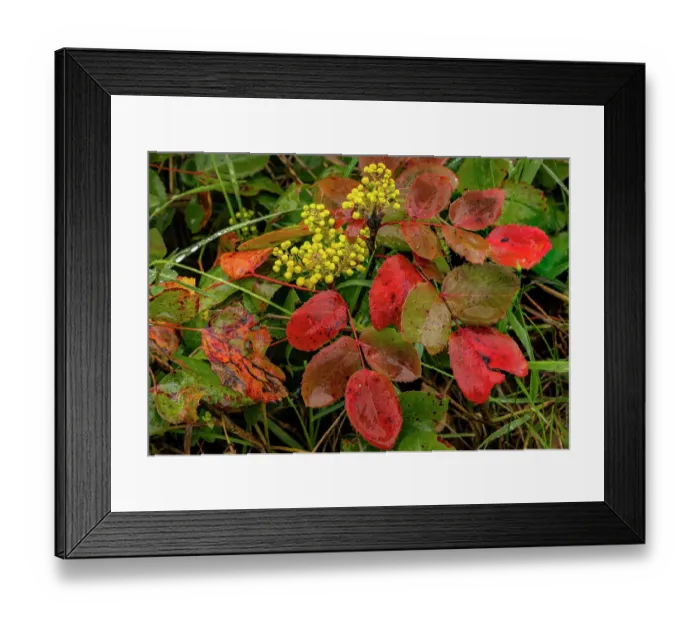 Framed Print : Oregon grape on wet day in spring in Whitefish, Montana, USA. (Editorial Use Only) Framed Print : Oregon grape on wet day in spring in Whitefish, Montana, USA. (Editorial Use Only)