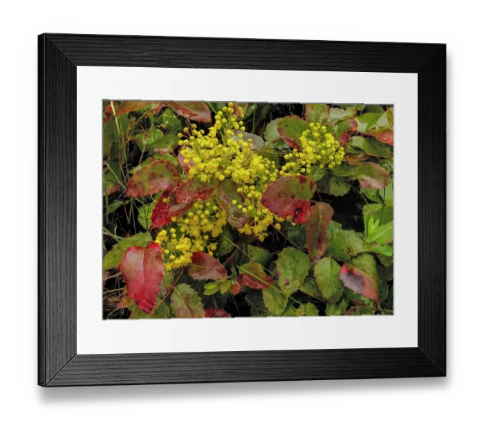 Framed Print : Oregon grape on wet day in spring in Whitefish, Montana, USA. (Editorial Use Only)