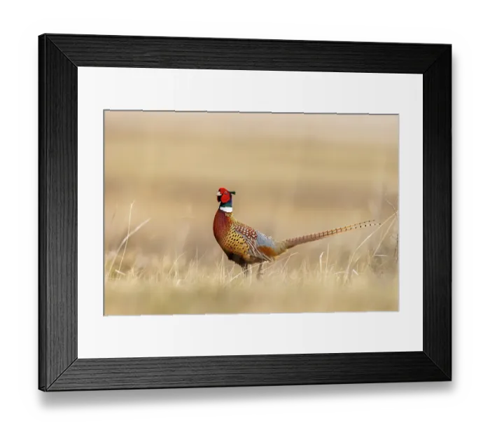 Framed Print : Male pheasant at Bowdoin National Wildlife Refuge near Malta, Montana, USA. (Editorial Use Only)