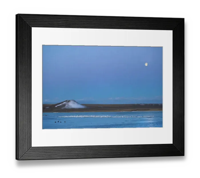 Framed Print : Setting full moon during snow geese migration at Freezeout Lake Wildlife Management Area near Choteau, Montana, USA. (Editorial Use Only) Framed Print : Setting full moon during snow geese migration at Freezeout Lake Wildlife Management Area near Choteau, Montana, USA. (Editorial Use Only)