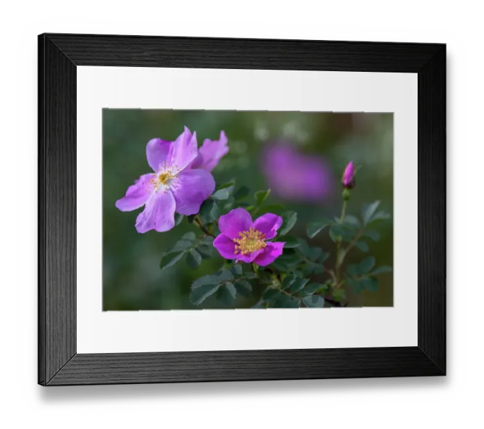 Framed Print : Prairie roses in the Custer National Forest, Montana, USA. (Editorial Use Only) Framed Print : Prairie roses in the Custer National Forest, Montana, USA. (Editorial Use Only)