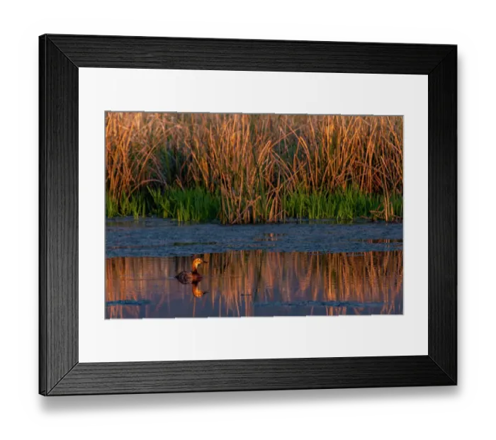 Framed Print : Female redhead duck at Ninepipe National Wildlife Refuge near Ronan, Montana, USA. (Editorial Use Only) Framed Print : Female redhead duck at Ninepipe National Wildlife Refuge near Ronan, Montana, USA. (Editorial Use Only)