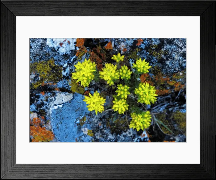 Framed Print : Stonecrop wildflowers in lichen encrusted rocks in Glacier National Park, Montana, USA. (Editorial Use Only) Framed Print : Stonecrop wildflowers in lichen encrusted rocks in Glacier National Park, Montana, USA. (Editorial Use Only)