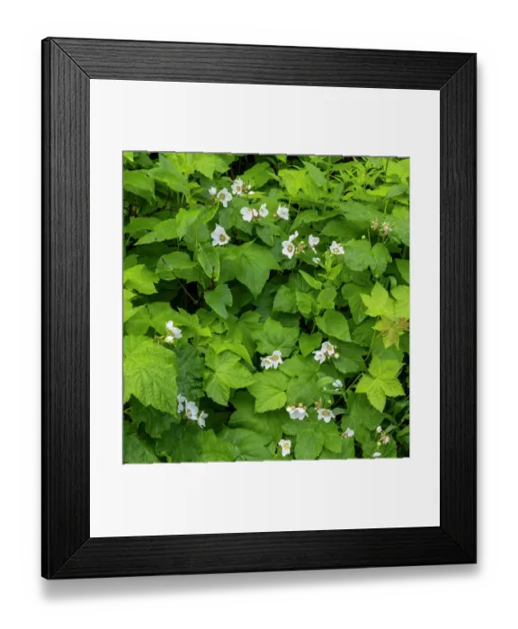 Framed Print : Thimbleberry flowering in Glacier National Park, Montana, USA. (Editorial Use Only) Framed Print : Thimbleberry flowering in Glacier National Park, Montana, USA. (Editorial Use Only)