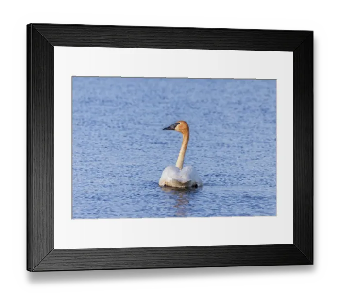 Framed Print : Trumpeter swan at Ninepipe National Wildlife Refuge near Ronan, Montana, USA. (Editorial Use Only) Framed Print : Trumpeter swan at Ninepipe National Wildlife Refuge near Ronan, Montana, USA. (Editorial Use Only)