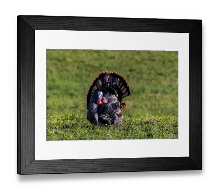 Framed Print : Eastern male wild tom turkey in breeding plumage near Whitefish, Montana, USA. (Editorial Use Only)