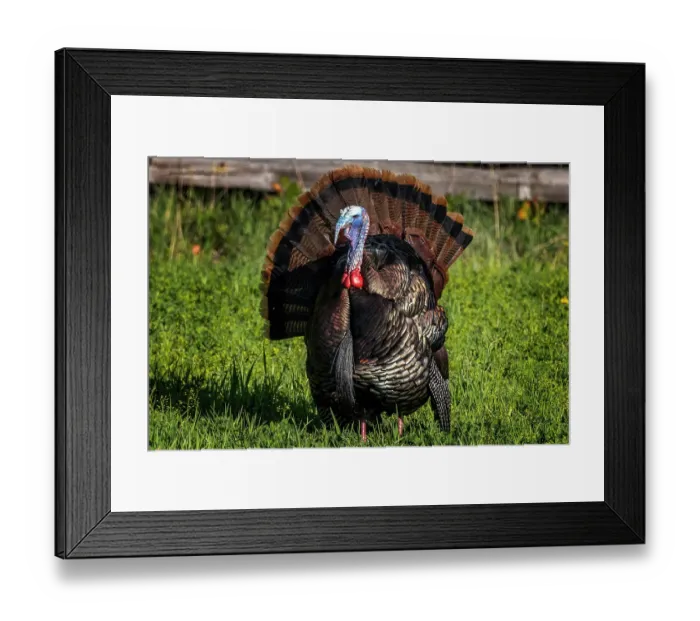 Framed Print : Eastern male wild tom turkey in breeding plumage near Whitefish, Montana, USA. (Editorial Use Only) Framed Print : Eastern male wild tom turkey in breeding plumage near Whitefish, Montana, USA. (Editorial Use Only)