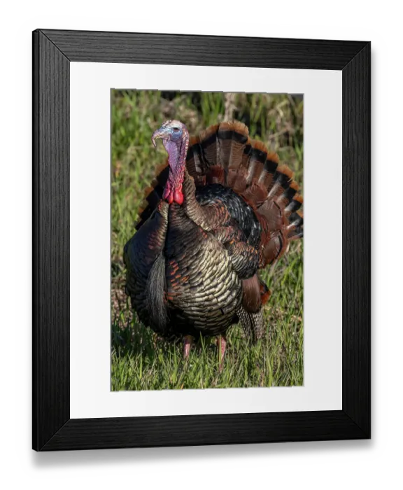 Framed Print : Eastern male wild tom turkey in breeding plumage near Whitefish, Montana, USA. (Editorial Use Only) Framed Print : Eastern male wild tom turkey in breeding plumage near Whitefish, Montana, USA. (Editorial Use Only)