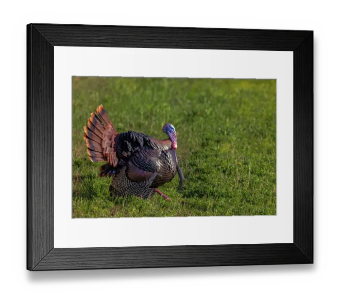 Framed Print : Eastern male wild tom turkey in breeding plumage near Whitefish, Montana, USA. (Editorial Use Only) Framed Print : Eastern male wild tom turkey in breeding plumage near Whitefish, Montana, USA. (Editorial Use Only)