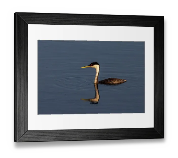 Framed Print : Male western grebe at Ninepipe National Wildlife Refuge in the Mission Valley, Montana, USA. (Editorial Use Only) Framed Print : Male western grebe at Ninepipe National Wildlife Refuge in the Mission Valley, Montana, USA. (Editorial Use Only)