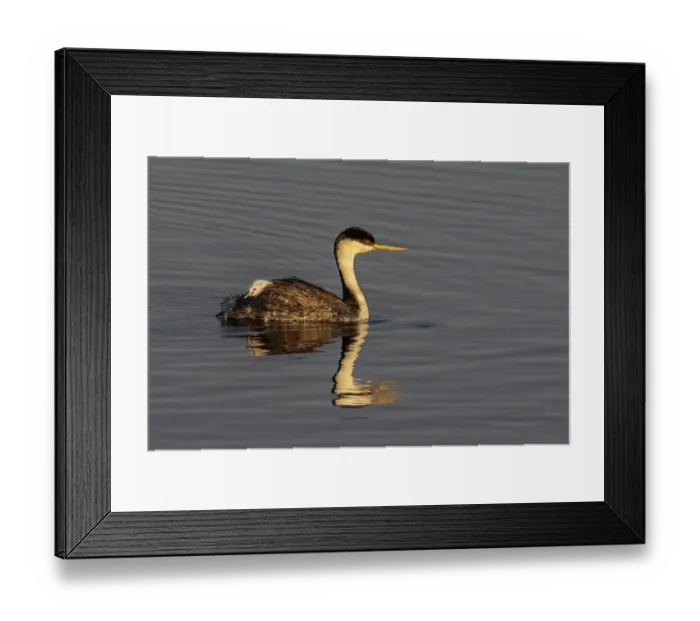 Framed Print : Female western grebe with chick on her back at Ninepipe National Wildlife Refuge in the Mission Valley, Montana, USA. (Editorial Use Only) Framed Print : Female western grebe with chick on her back at Ninepipe National Wildlife Refuge in the Mission Valley, Montana, USA. (Editorial Use Only)