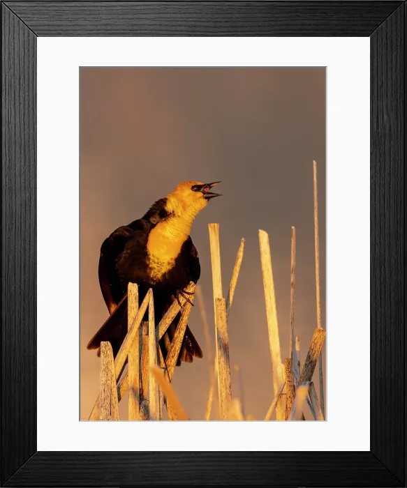 Framed Print : Yellow headed blackbird singing in cattails at Ninepipe National Wildlife Refuge near Ronan, Montana, USA. (Editorial Use Only) Framed Print : Yellow headed blackbird singing in cattails at Ninepipe National Wildlife Refuge near Ronan, Montana, USA. (Editorial Use Only)
