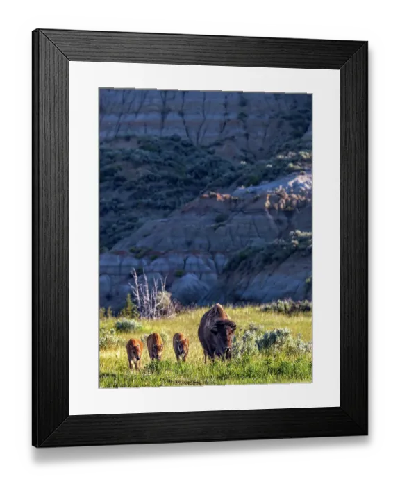 Framed Print : Bison with calves in Theodore Roosevelt National Park, North Dakota, USA. (Editorial Use Only) Framed Print : Bison with calves in Theodore Roosevelt National Park, North Dakota, USA. (Editorial Use Only)