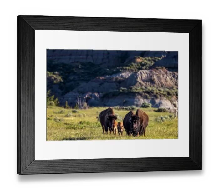 Framed Print : Bison with calves in Theodore Roosevelt National Park, North Dakota, USA. (Editorial Use Only)