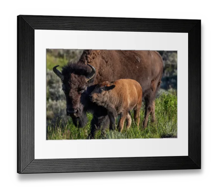 Framed Print : Bison with calves in Theodore Roosevelt National Park, North Dakota, USA. (Editorial Use Only) Framed Print : Bison with calves in Theodore Roosevelt National Park, North Dakota, USA. (Editorial Use Only)